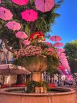 FETE DES ROSES A GRASSE, COTE D'AZUR ET ARRIERE PAYS